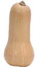 Butternut Squash