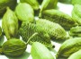 Green Cardamom
