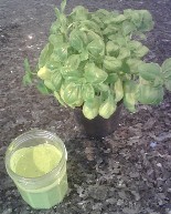 Jar of home-made pesto and basil plant