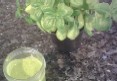 Home-made Pesto