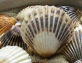 Scallops