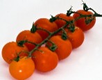 Tomatoes on the vine